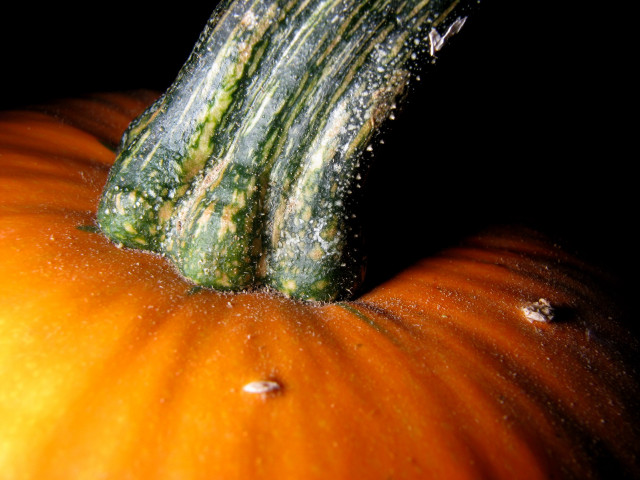 Pumpkin water droplets closeup black #4 free wallpaper for desktop - medium preview image