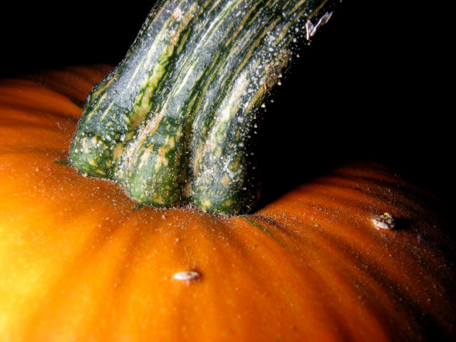 Pumpkin water droplets closeup black #5 free wallpaper for desktop - medium preview image