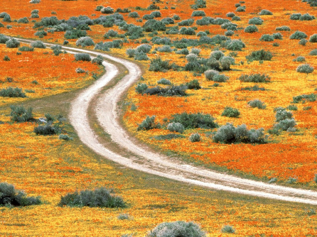 Dirt road orange flowers bushes free wallpaper for desktop - medium preview image
