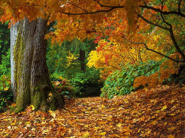 Forest path leaves yellow red free wallpaper for desktop - medium preview image