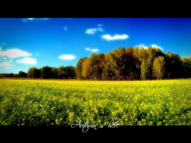 Yellow flowers trees blue sky #4 free wallpaper for desktop - medium preview image