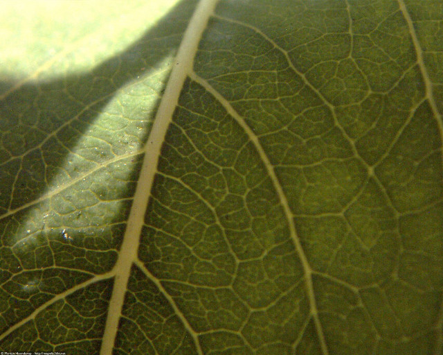 Leaf shadow light macro brick free wallpaper for desktop - medium preview image