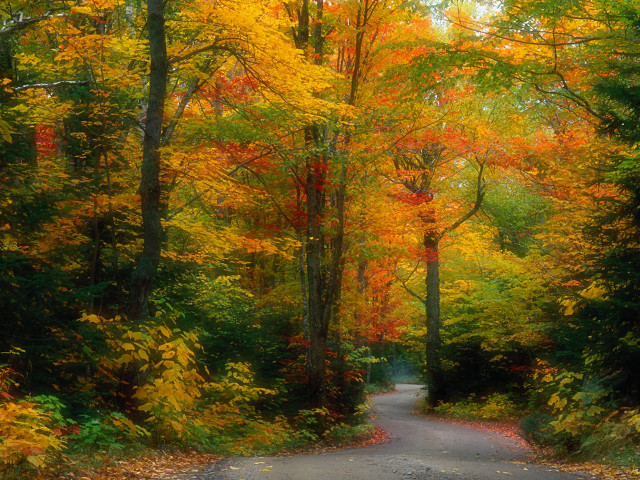 Autumn road trees yellow red free wallpaper for desktop - medium preview image
