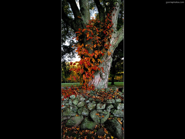 Tree red leaves stone wall free wallpaper for desktop - medium preview image