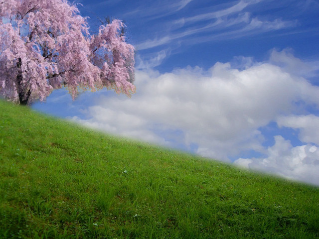Pink flower tree grassy hill free wallpaper for desktop - medium preview image
