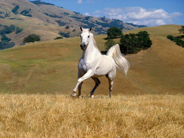 White horse running field dry free wallpaper for desktop - medium preview image