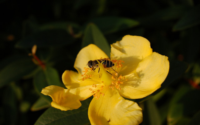 Bee yellow flower green leaves #3 free wallpaper for desktop - medium preview image