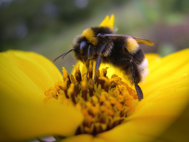 Bee yellow flower macro bokeh free wallpaper for desktop - medium preview image