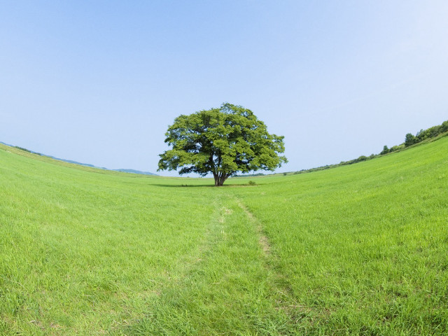 Lone tree green field blue free wallpaper for desktop - medium preview image