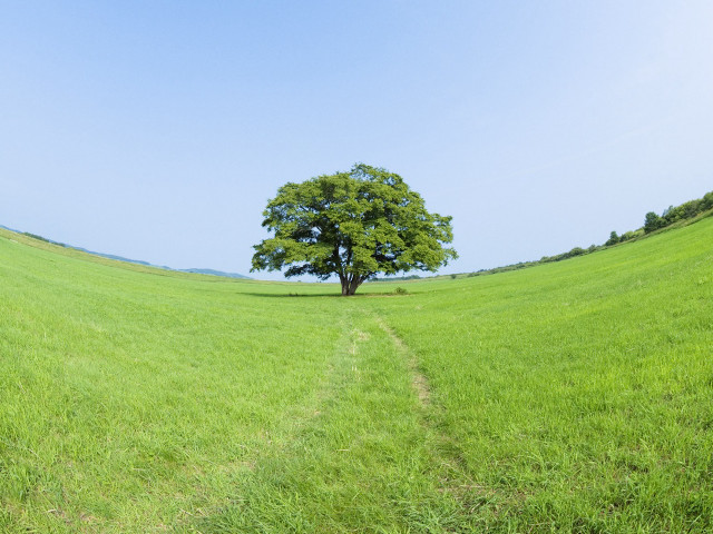 Lone tree green field blue #2 free wallpaper for desktop - medium preview image