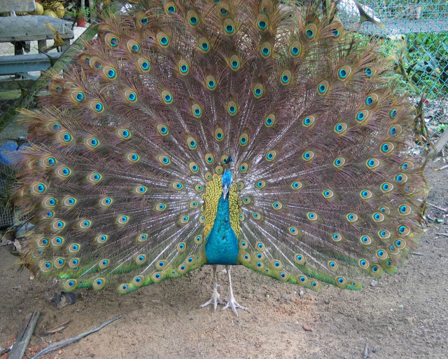 Peacock feathers fanned bench tree #2 free wallpaper for desktop - medium preview image