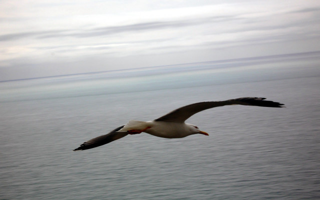 Seagull flying ocean cloudy red #2 free wallpaper for desktop - medium preview image
