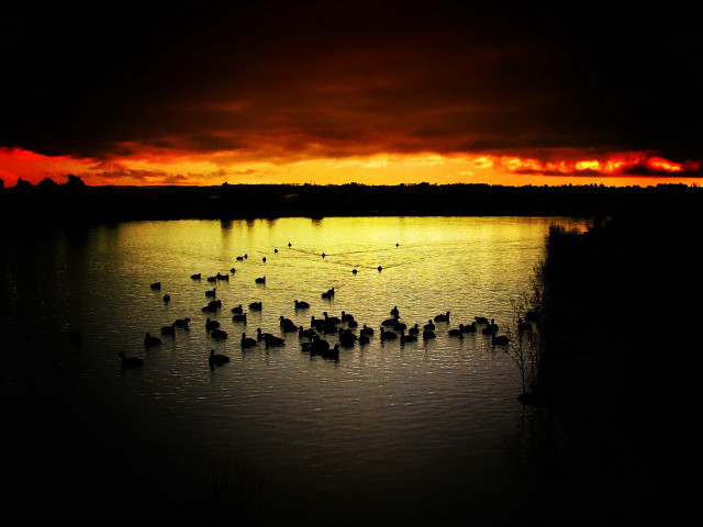 Flock birds lake cloudy sky free wallpaper for desktop - medium preview image