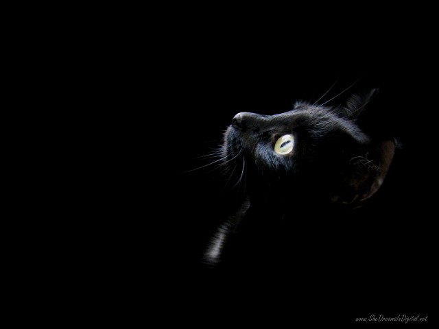Black cat glowing eyes dark #5 free wallpaper for desktop - medium preview image