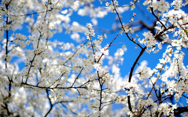 Tree white flowers blue sky #4 free wallpaper for desktop - medium preview image