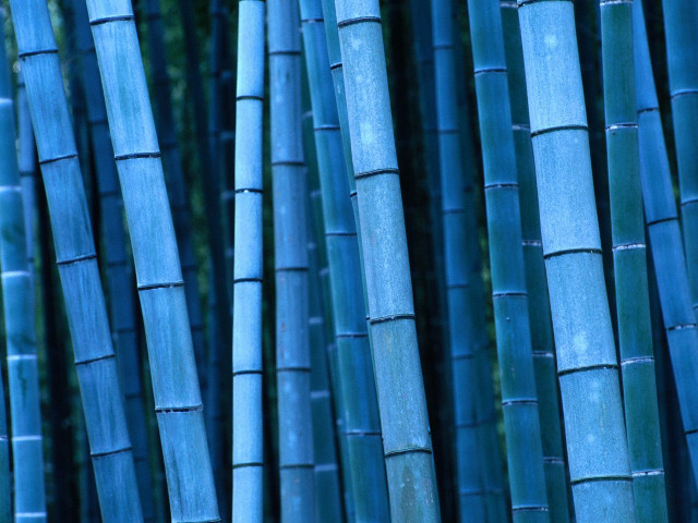 Blue bamboo green leaves night free wallpaper for desktop - medium preview image