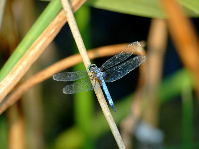 Blue dragonfly plant stem sunlight free wallpaper for desktop - medium preview image