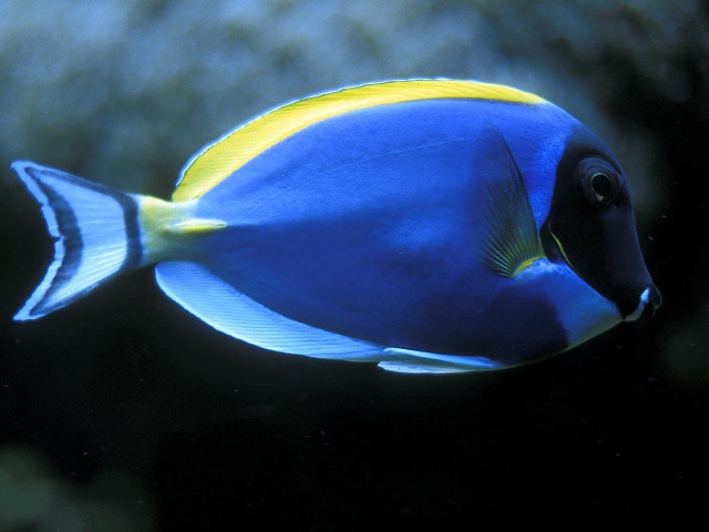 Blue yellow fish swimming coral free wallpaper for desktop - medium preview image