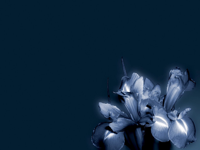 Blue flower vase table blue free wallpaper for desktop - medium preview image