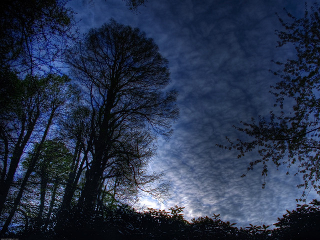 Blue sky clouds trees foreground #11 free wallpaper for desktop - medium preview image