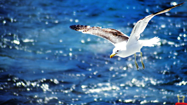 Seagull flying ocean wings spread free wallpaper for desktop - medium preview image