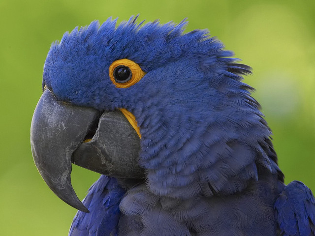 Blue parrot yellow beak black free wallpaper for desktop - medium preview image