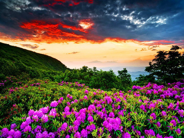 Field flowers sunset clouds sky free wallpaper for desktop - medium preview image