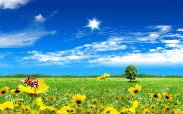 Ladybug yellow flower field blue #2 free wallpaper for desktop - medium preview image