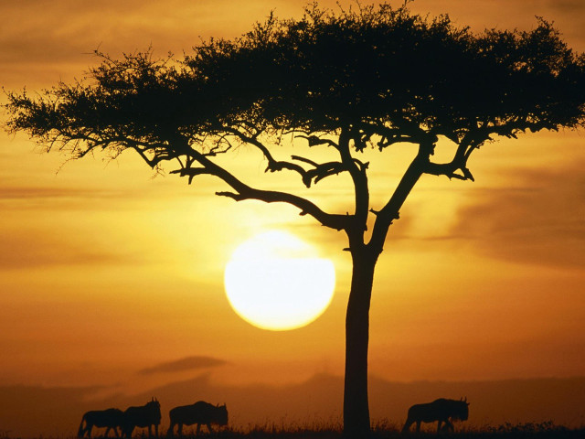 Animals tree sunset dawn wild #3 free wallpaper for desktop - medium preview image
