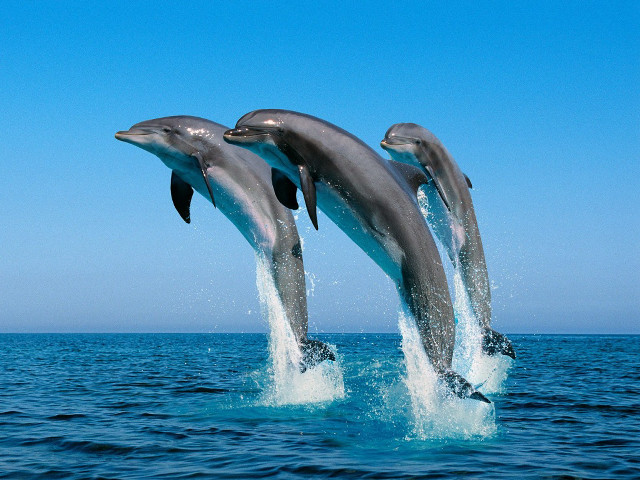 Dolphins jumping ocean blue sky #12 free wallpaper for desktop - medium preview image