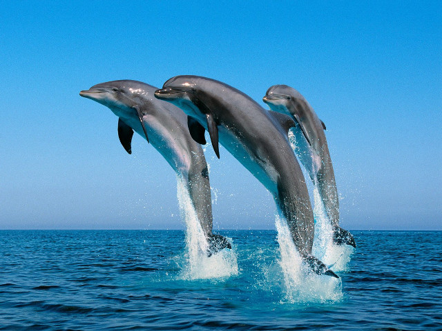 Dolphins jumping ocean blue sky #13 free wallpaper for desktop - medium preview image