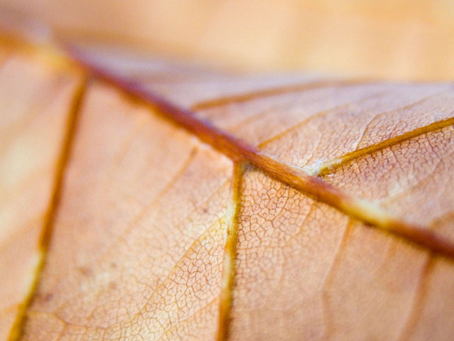 Close up leaf thin line #4 free wallpaper for desktop - medium preview image