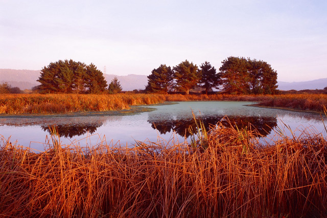 Pond tall grass trees blue #3 free wallpaper for desktop - medium preview image
