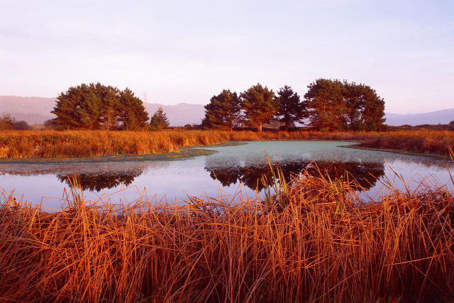 Pond tall grass trees blue free wallpaper for desktop - medium preview image