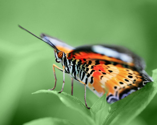 Colorful butterfly green leaf leaves free wallpaper for desktop - medium preview image
