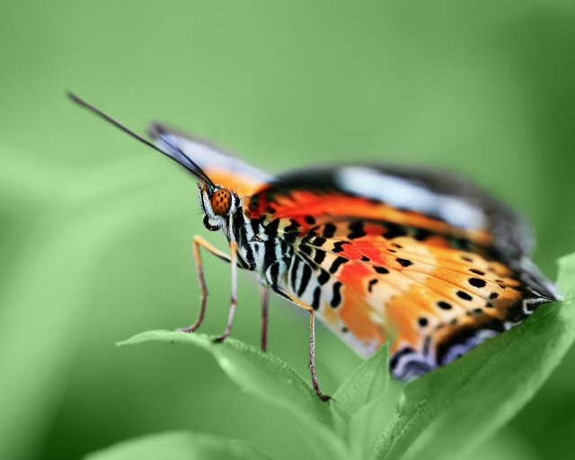 Colorful butterfly green leaf nature #2 free wallpaper for desktop - medium preview image