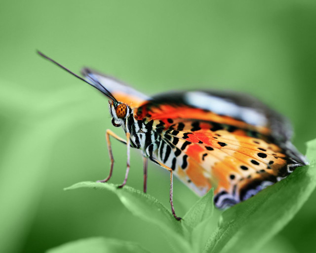 Colorful butterfly green leaf nature free wallpaper for desktop - medium preview image