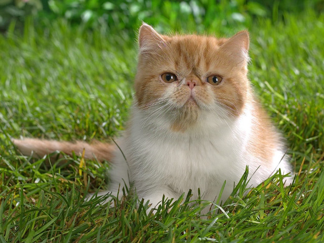 Cat sitting grass sad look free wallpaper for desktop - medium preview image