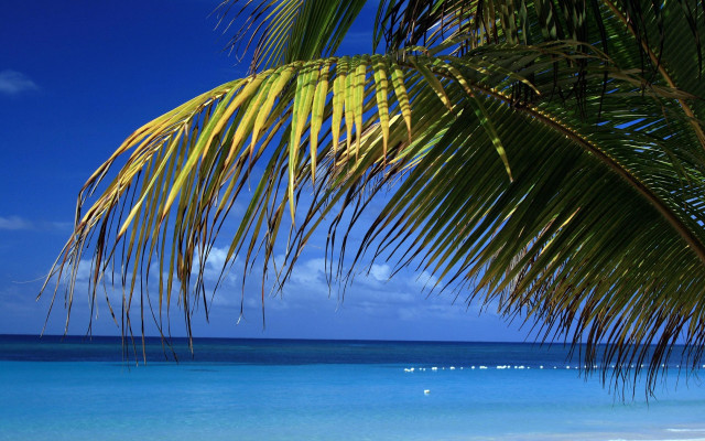 Palm tree beach blue sky #18 free wallpaper for desktop - medium preview image