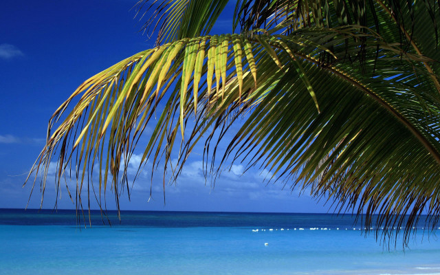 Palm tree beach blue sky #20 free wallpaper for desktop - medium preview image