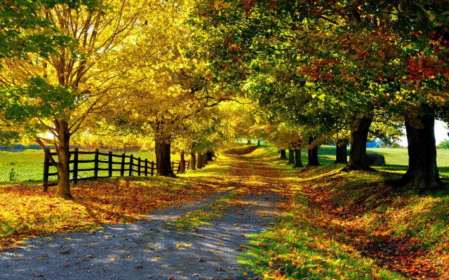 Dirt road fall trees leaves free wallpaper for desktop - medium preview image
