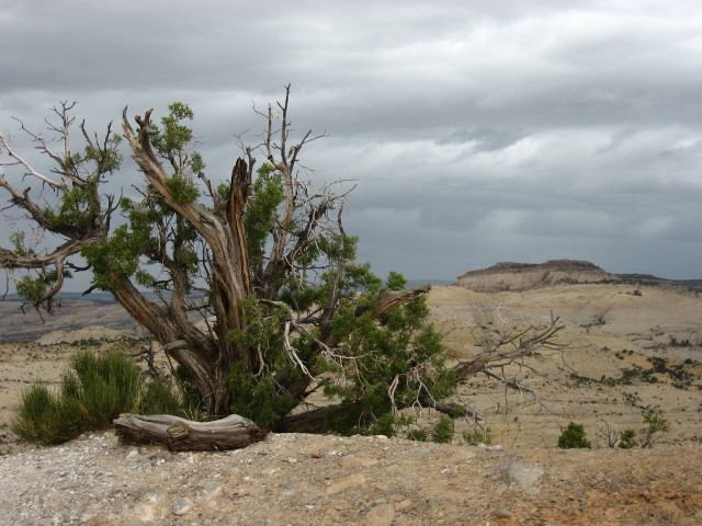 Tree rock desert cloudy sky free wallpaper for desktop - medium preview image