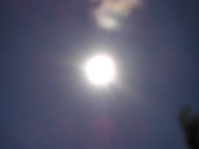 Sun bright tree bird flying free wallpaper for desktop - medium preview image