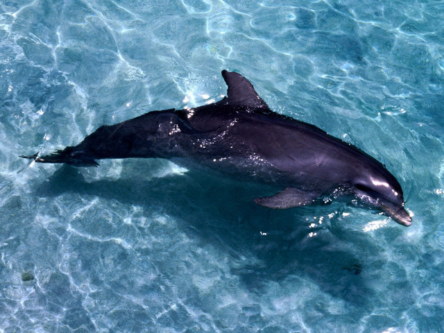 Dolphin swimming ocean person smiling free wallpaper for desktop - medium preview image