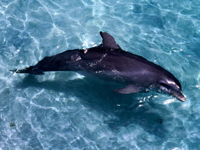 Dolphin swimming ocean fish mouth #2 free wallpaper for desktop - medium preview image