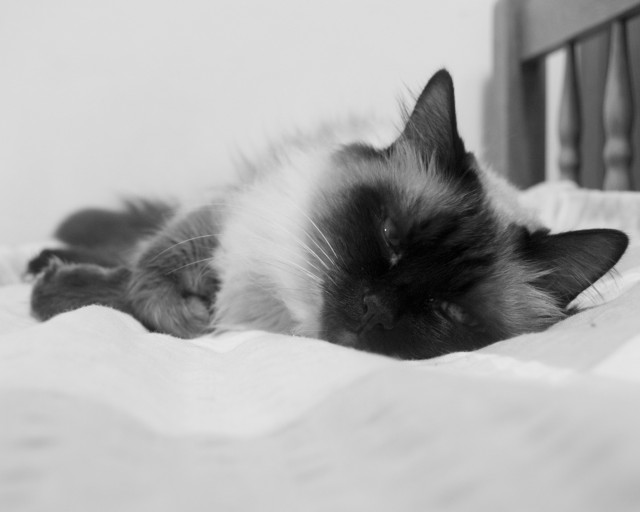 Cat sleeping bed white sheets #5 free wallpaper for desktop - medium preview image