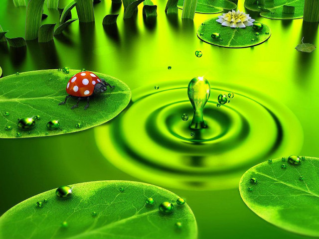 Green pond ladybug leaf lily free wallpaper for desktop - medium preview image
