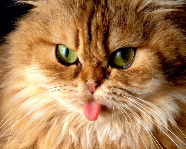 Cat tongue out eyes wide #2 free wallpaper for desktop - medium preview image