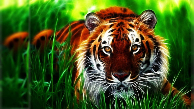 Tiger laying grass looking camera #2 free wallpaper for desktop - medium preview image