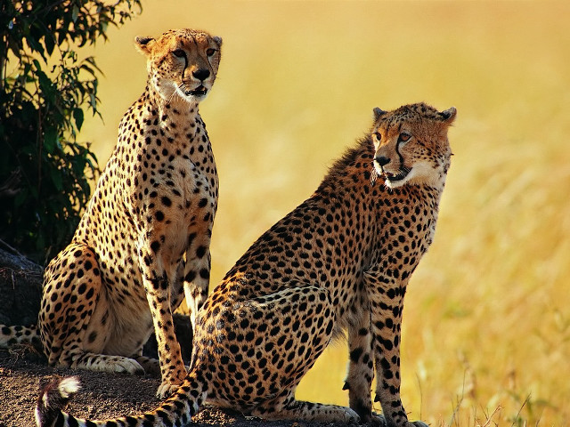 Cheetahs sitting rock grass nature free wallpaper for desktop - medium preview image